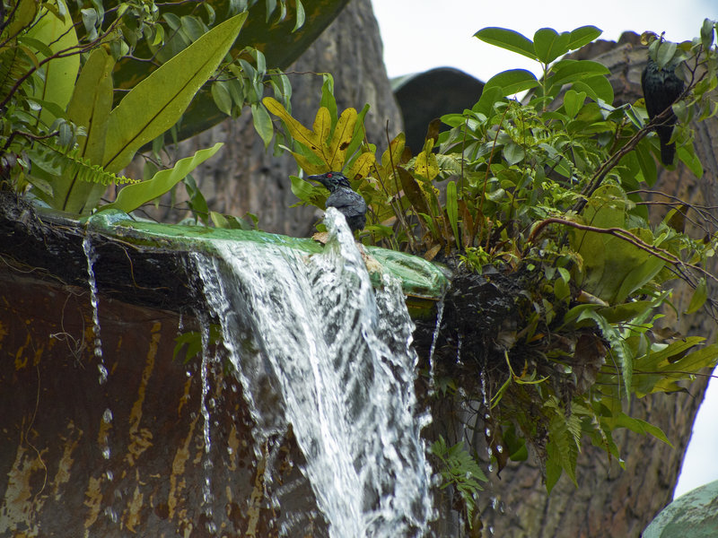 Kuala Lumpur, Pitcherplant Fountain